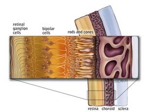 Healthy retina layers A cross section which shows the layers of a healthy retina, including the retinal ganglion cells, the bipolar cells, the rods and cones, choroid and sclera.