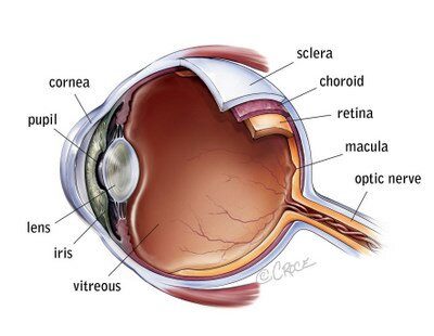 Anatomy of a healthy human eye. Medical drawing copyright Beth Croce A cross section of a healthy human eye, including the cornea, pupil, lens, iris, vitreous, optic nerve, macula, retina, choroid and sclera.