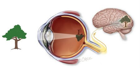 Vision - how a healthy human eye sees A cross-sectional diagram of how a healthy human eye sees - light enters the eye and is focussed on the retina. Receptors process the light into electrical signals which are transmitted to the brain along the optic nerve.